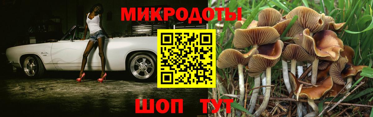Галлюциногенные грибы Psilocybine cubensis Карачаевск